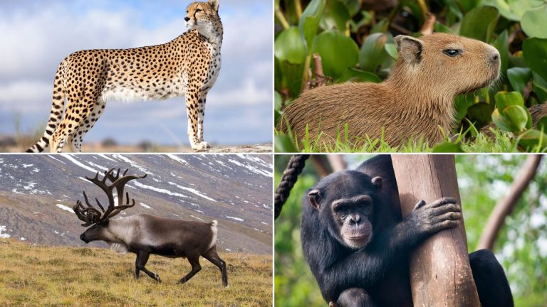 45 Creatures from the Animal Kingdom That Begin with C