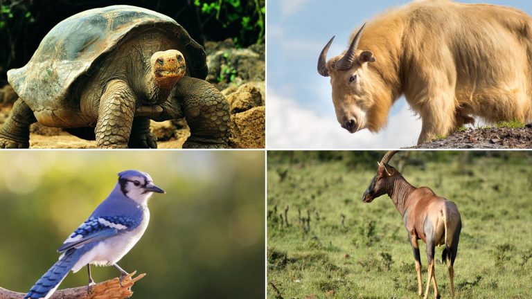 Discover the World of 45 Animals Starting with T