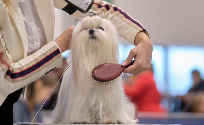 Safe, Gentle, and Pet-Friendly Grooming for a Happier Pet