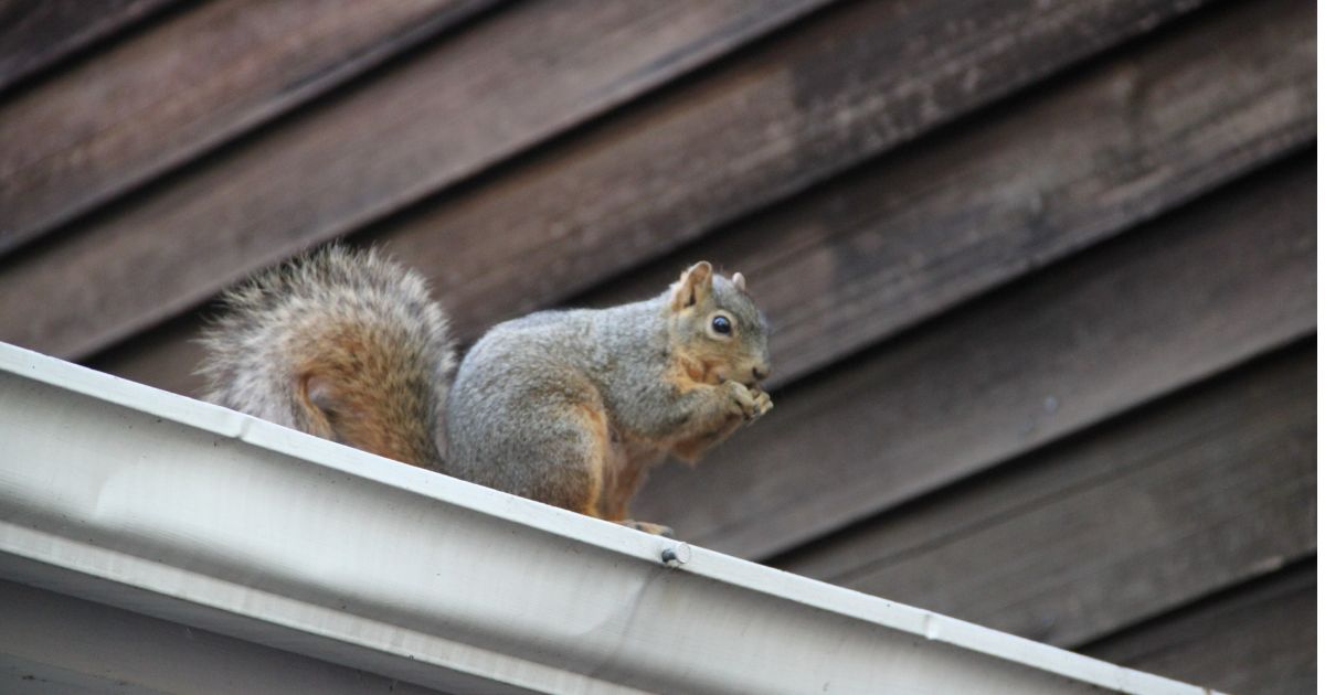 Squirrel-Proof Texas Home Tips