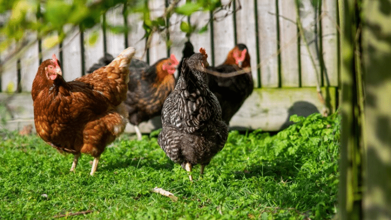 group of chickens grazing on field