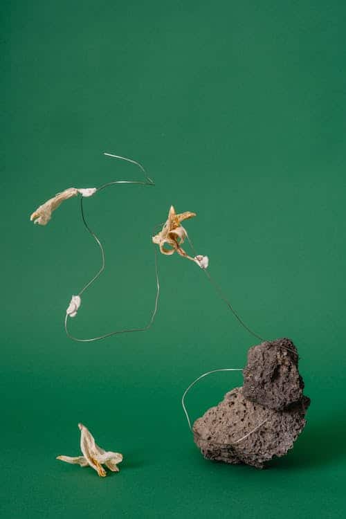 Free Dried Flower Petals on a Wire on a Stone Stock Photo