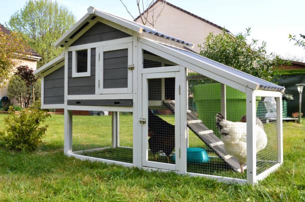 The Ultimate Guide to Choosing the Perfect Chicken Coop Design