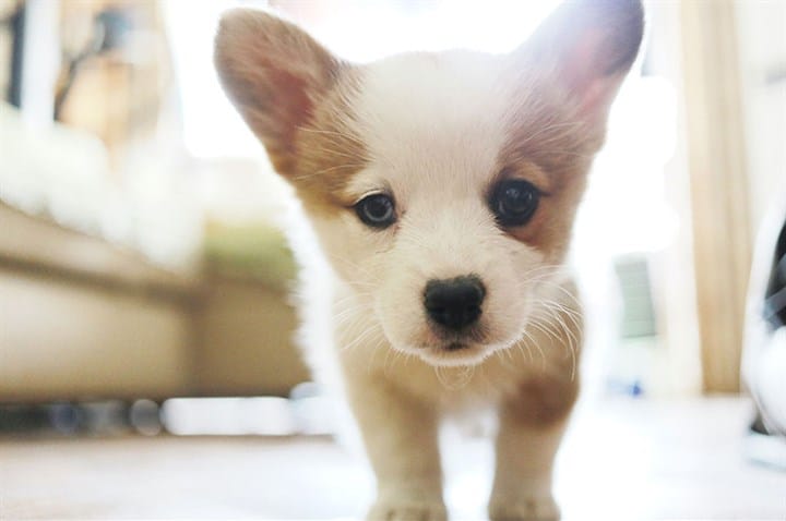 Top Tips for Preparing for a Puppy