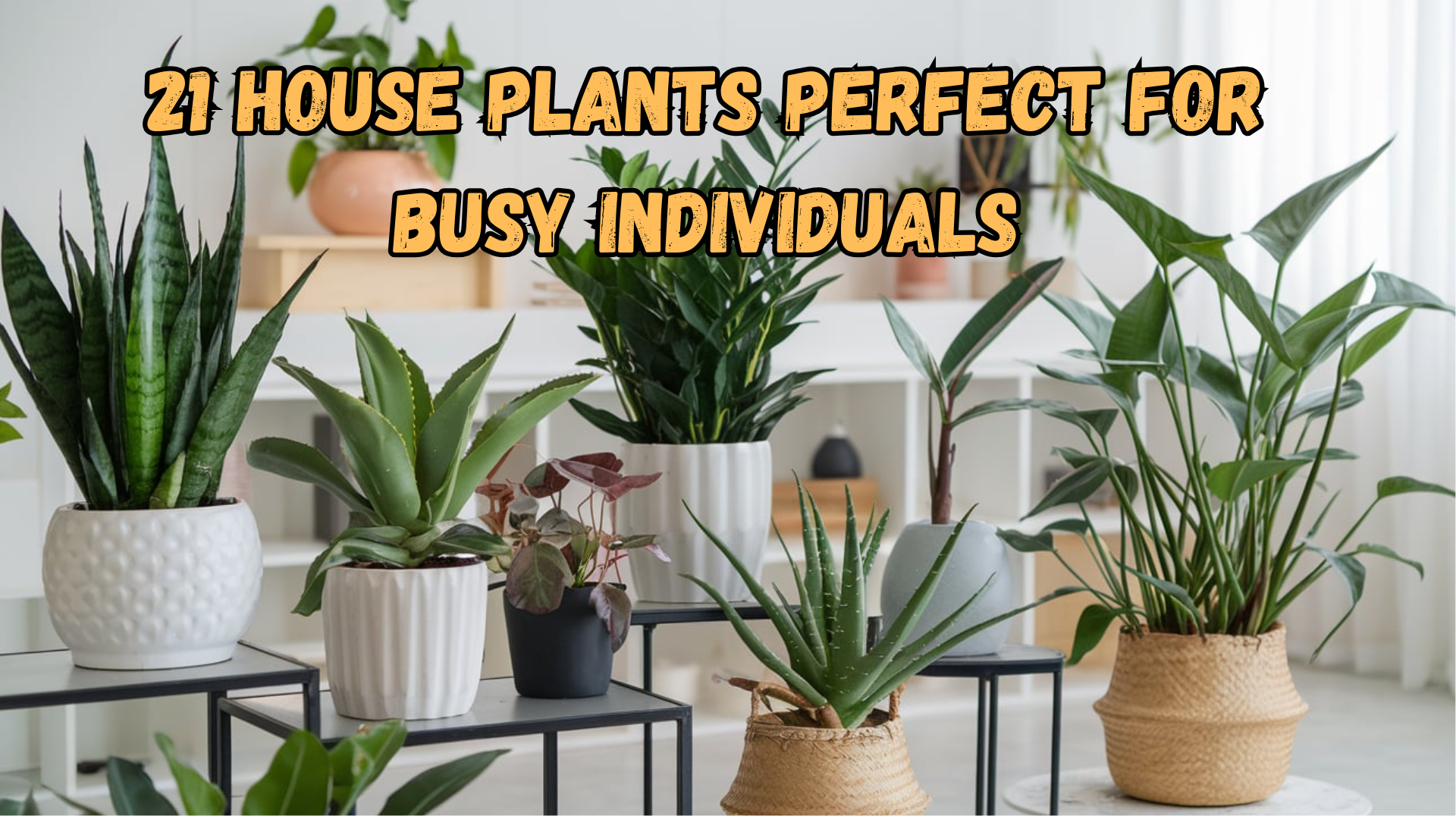 easiest house plants