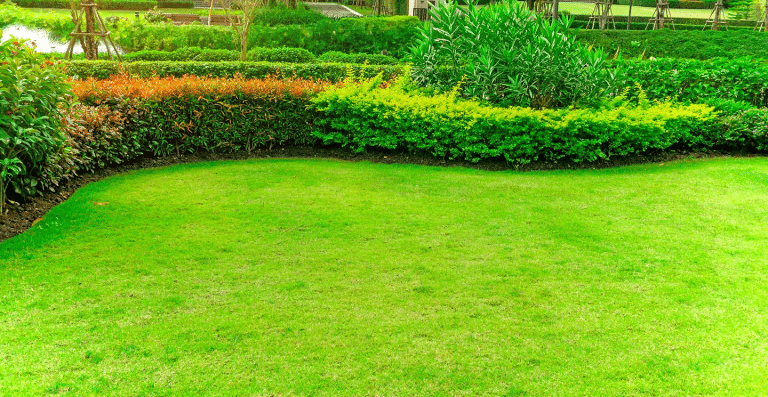 Bermuda Grass Seeds Planting, Care, and Maintenance Guide for Lush Lawns