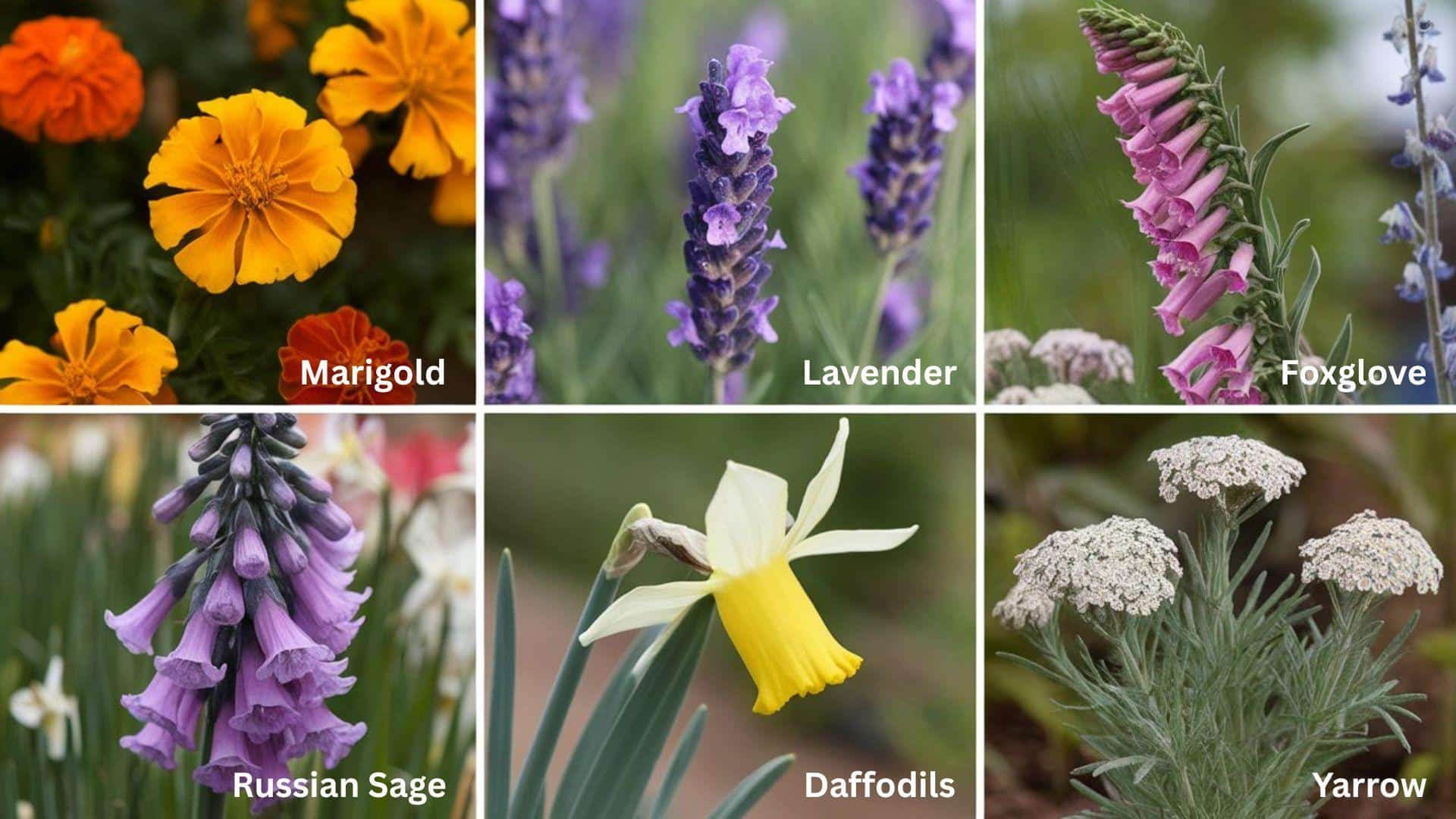 Marigolds_offer_good_deer_resistance_but_many_other_plants_also_help_keep_deer_away_Understanding_how_marigolds_compare_helps_plan_a_more_deer-resistant_garden