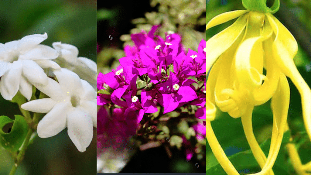 Spring Blooms in the Philippines
