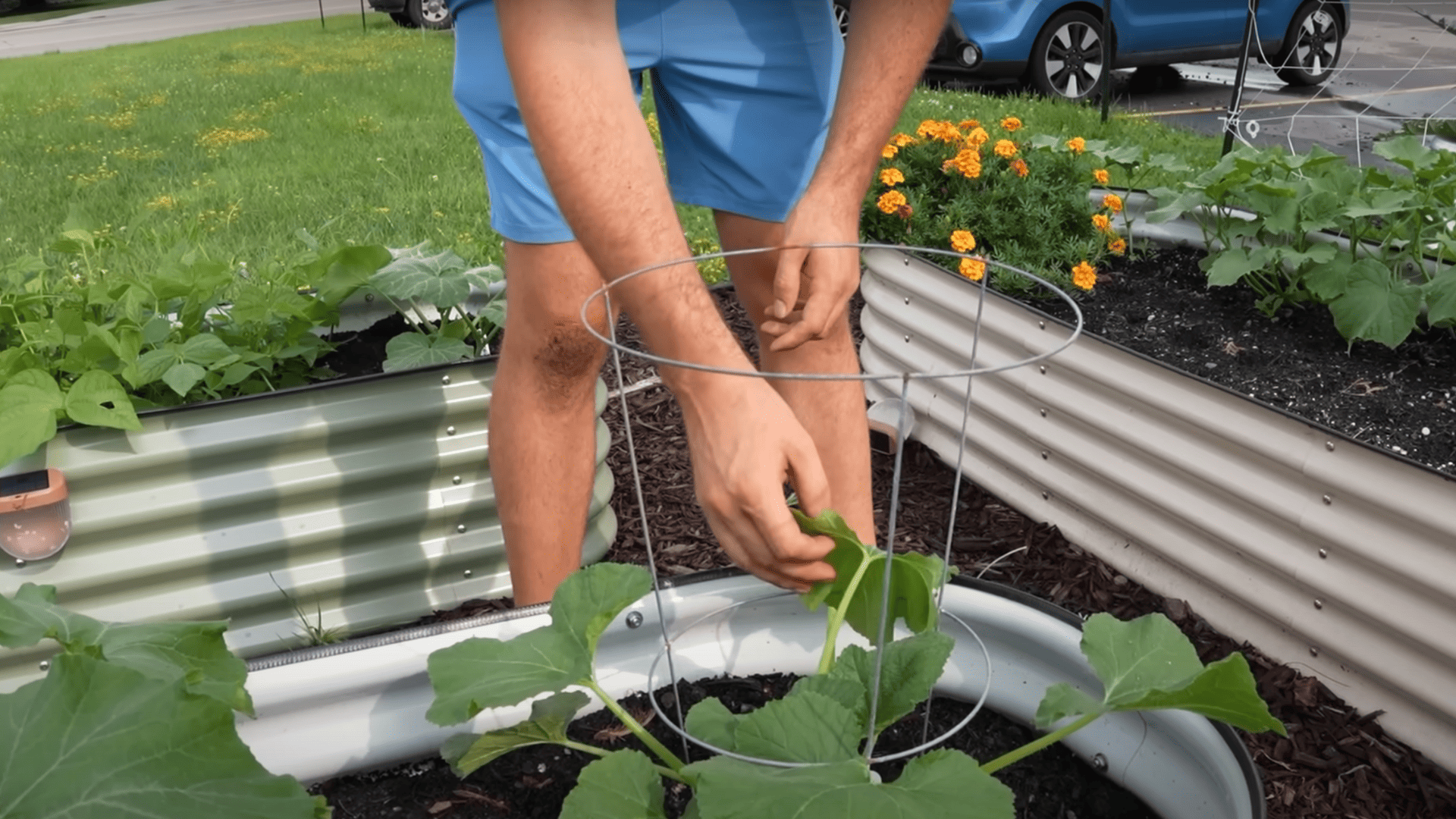 Step_3_Secure_the_Plant_Using_a_Tomato_Cage