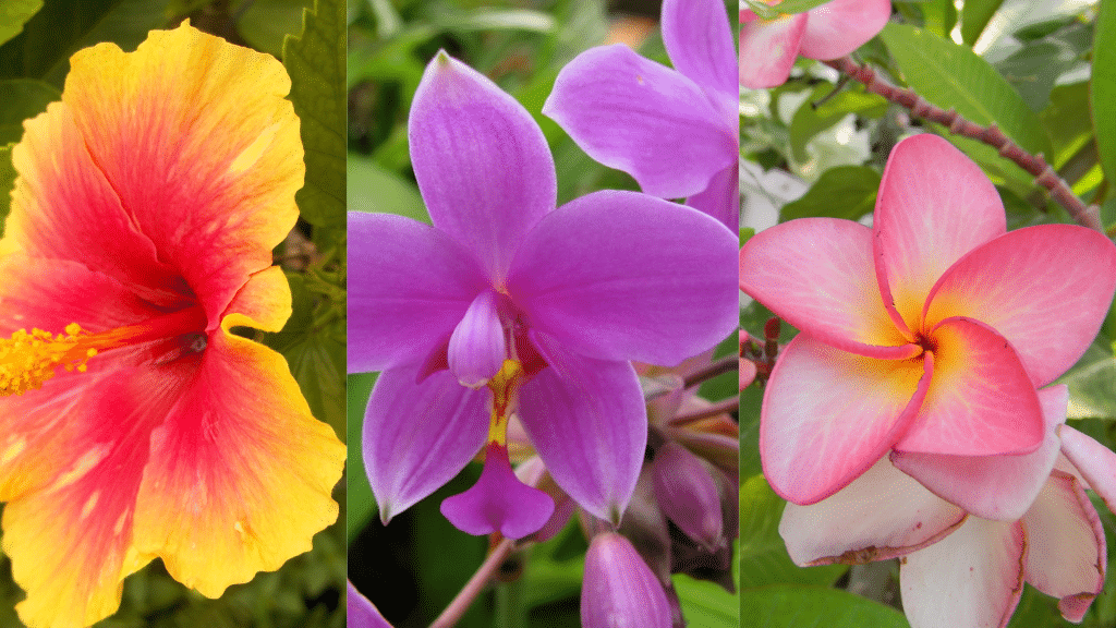 Summer Flowers