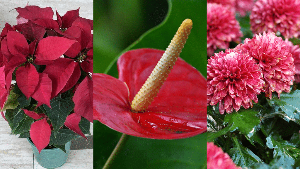 Winter Flowers in the Tropics