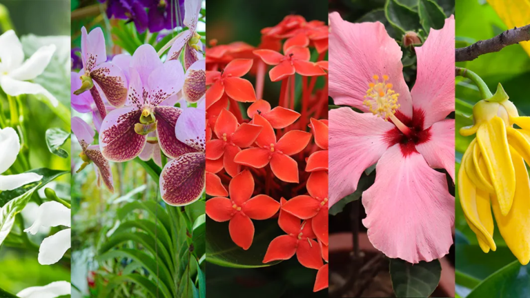 filipino flowers