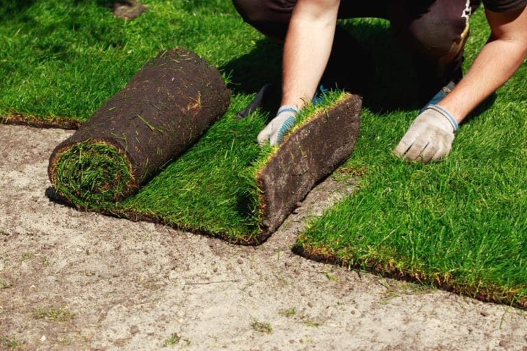 Sod Installation Guide – The 6 Main Steps to Installing Sod For Your Lawn
