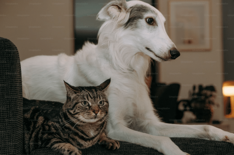 Creating a Safe and Snuggly Home for Your Furry Friends