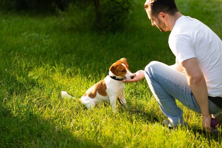 The Best Puppy Training San Diego