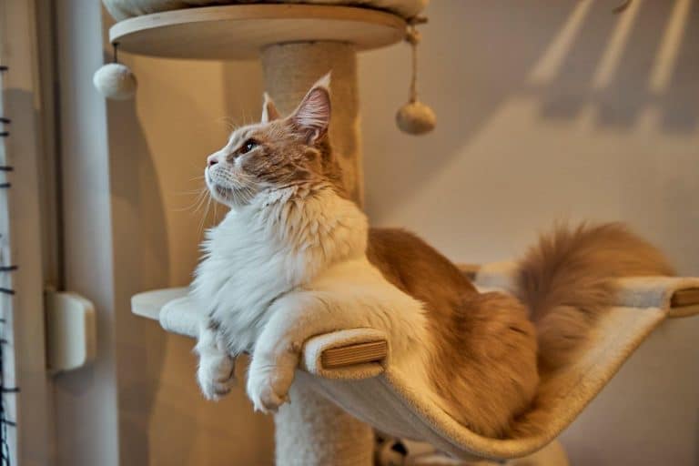 How to Large Cat-Proof Your Home