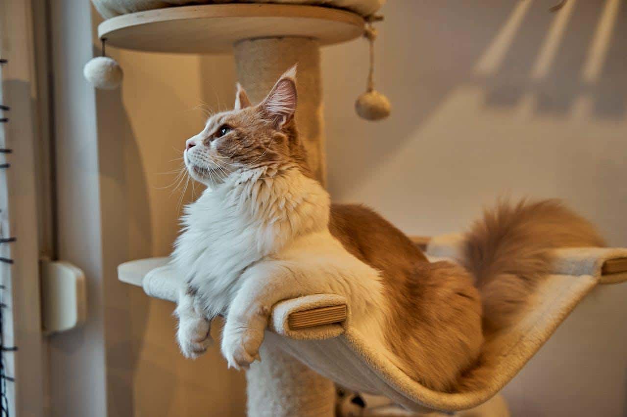 How to Large Cat-Proof Your Home
