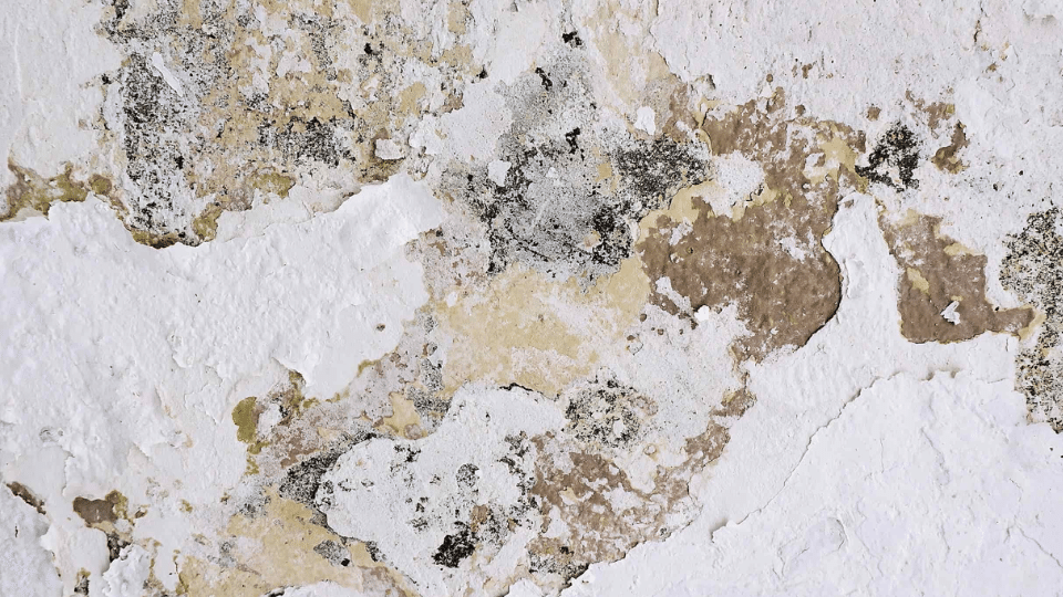 Alternaria