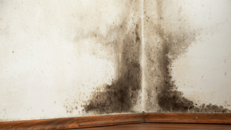 Basement Mold Types and How to Identify Them