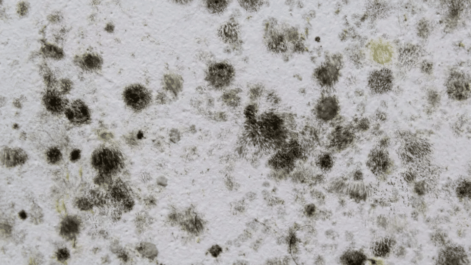 Black_Mold