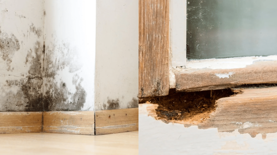 Black_Mold_vs_Wood_Rot_Cost_to_Fix
