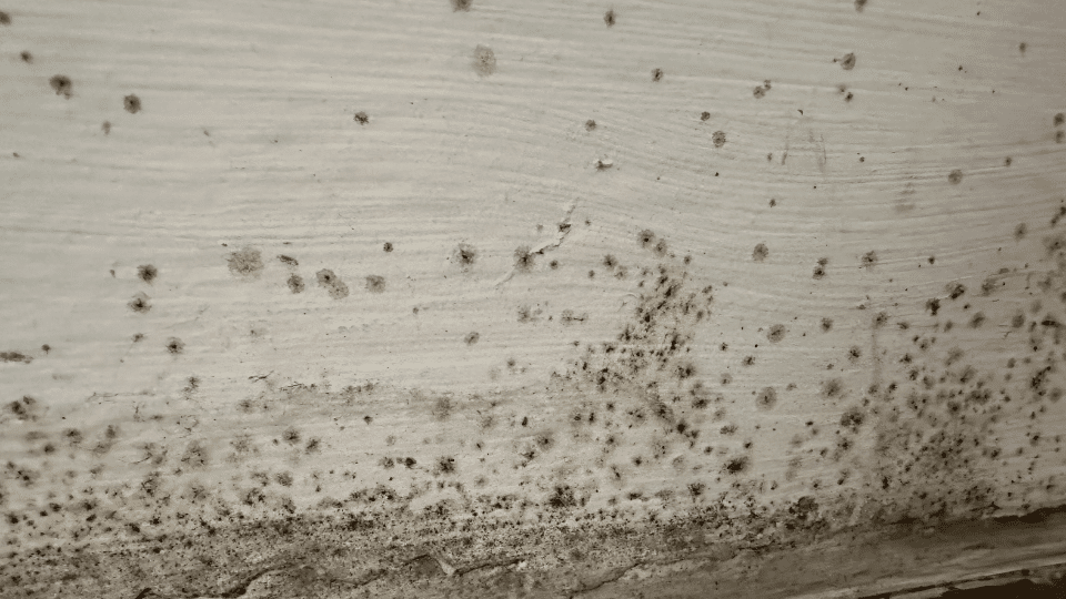 Chaetomium
