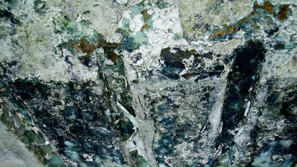 Penicillium