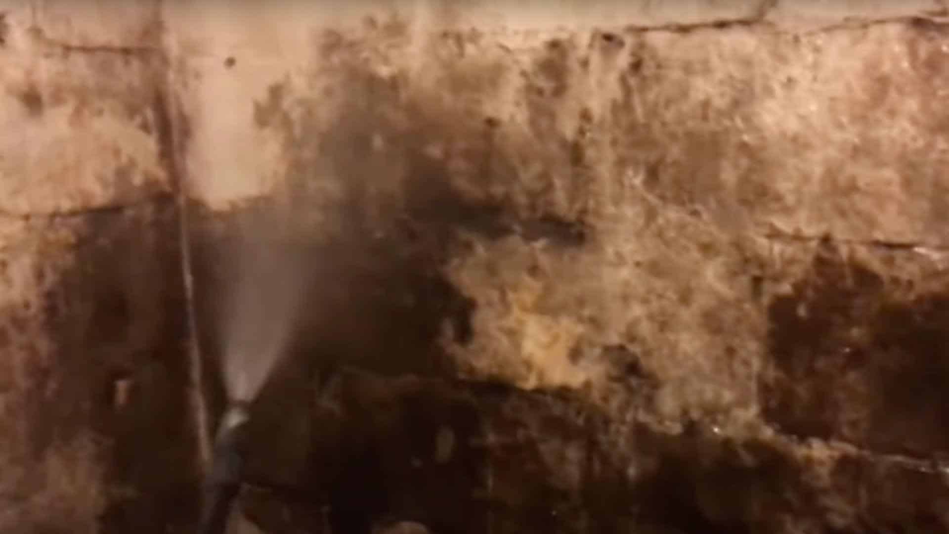 Step_2_Spray_the_Moldy_Area