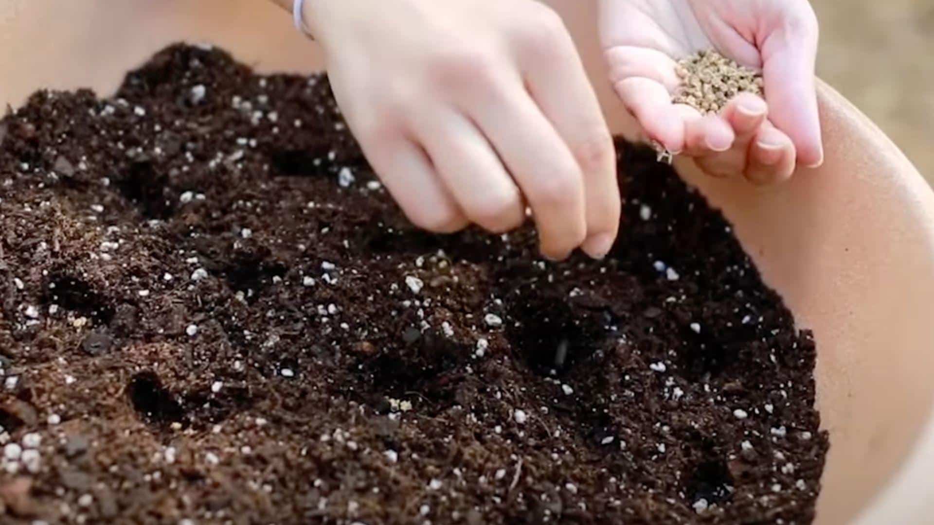 Step_3-Planting