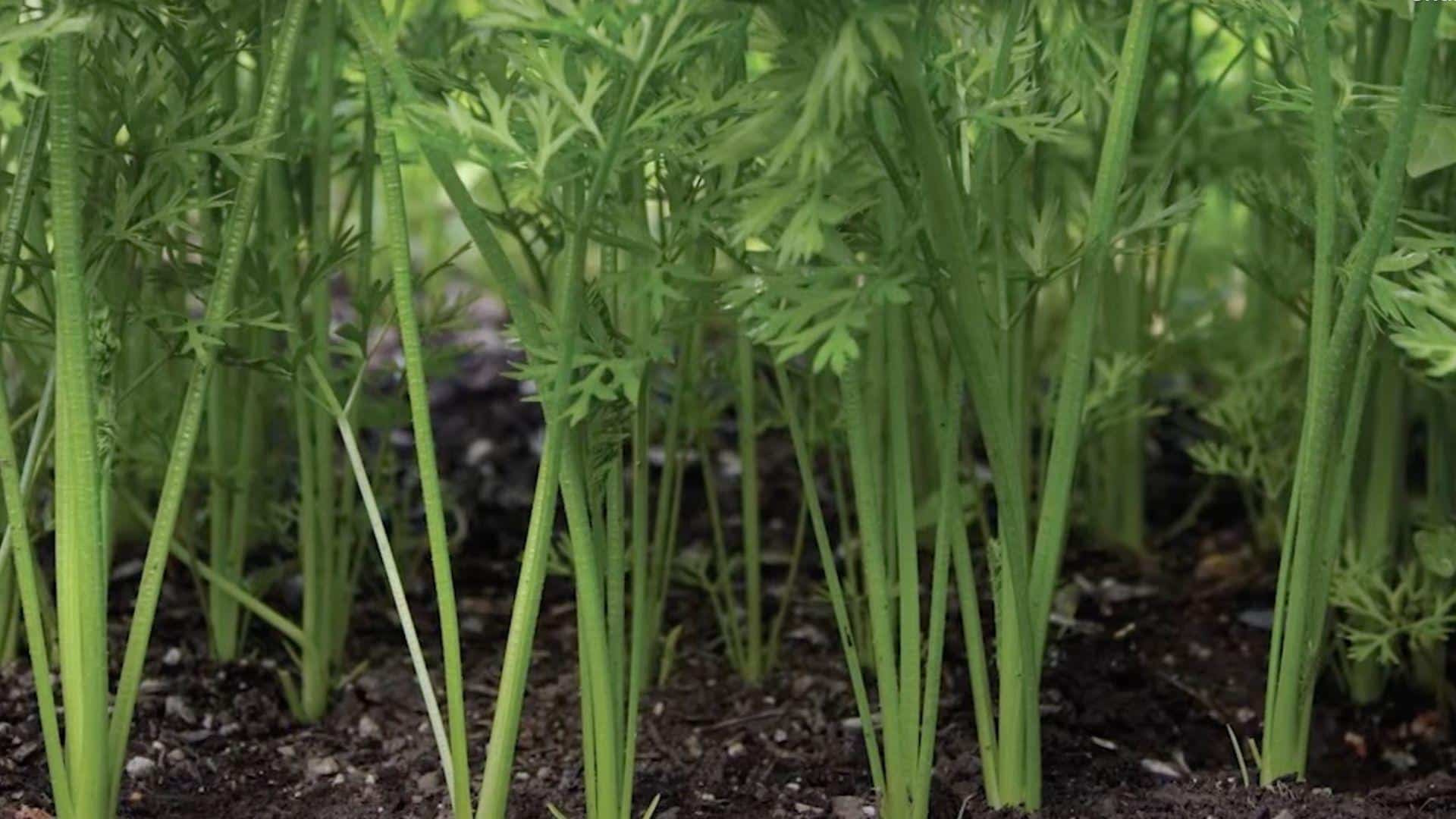 Step_4_Thin_Seedlings