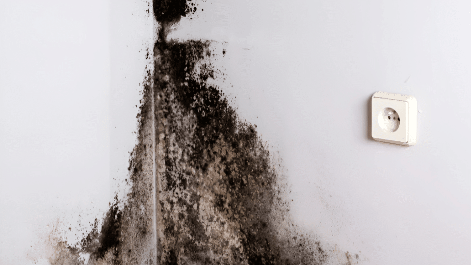 What_Is_Black_Mold