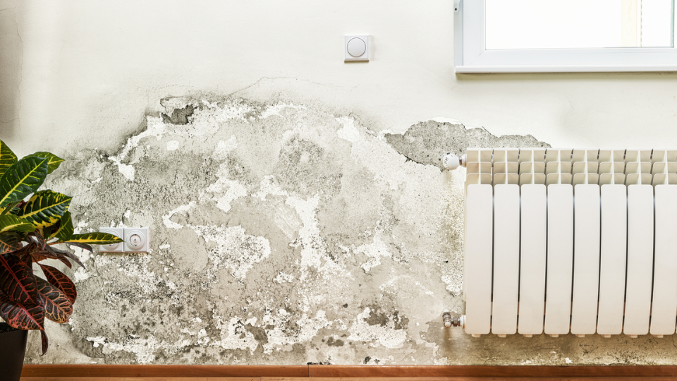 White_Mold