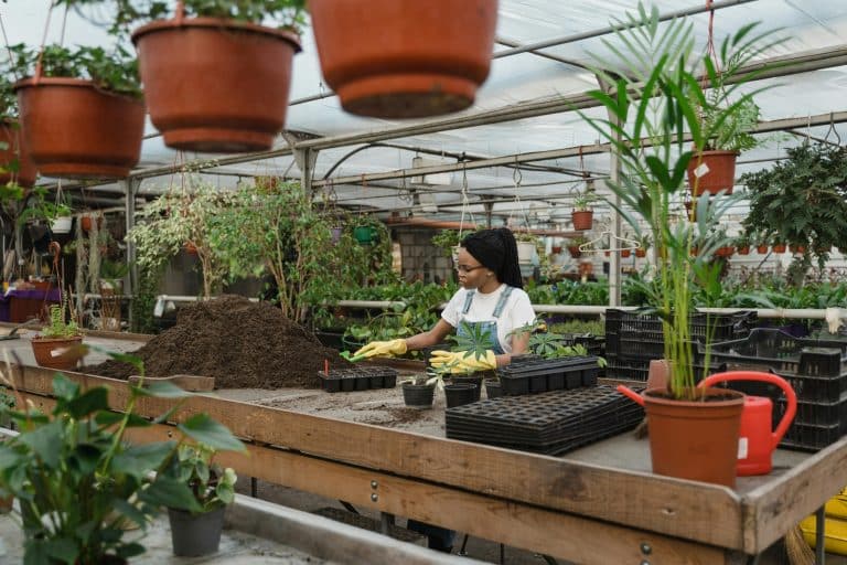 Are Homeowners Reimagining the Greenhouse as a Year-Round Living Space