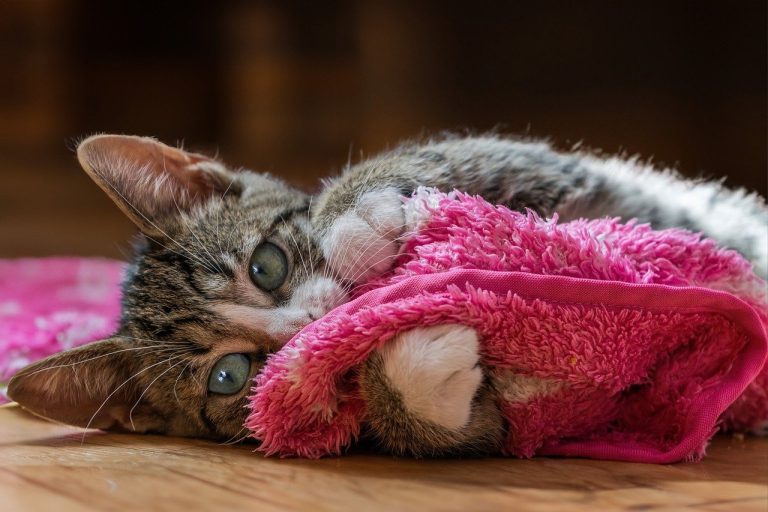 Essential Health Tips for Fostering Happy Pets