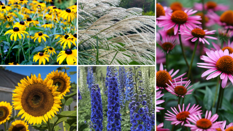 zinnia companion plants