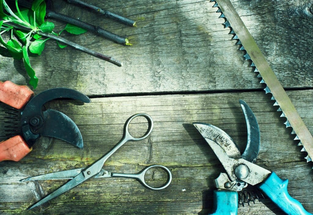 Best Practices for Pruning Various Tree Types