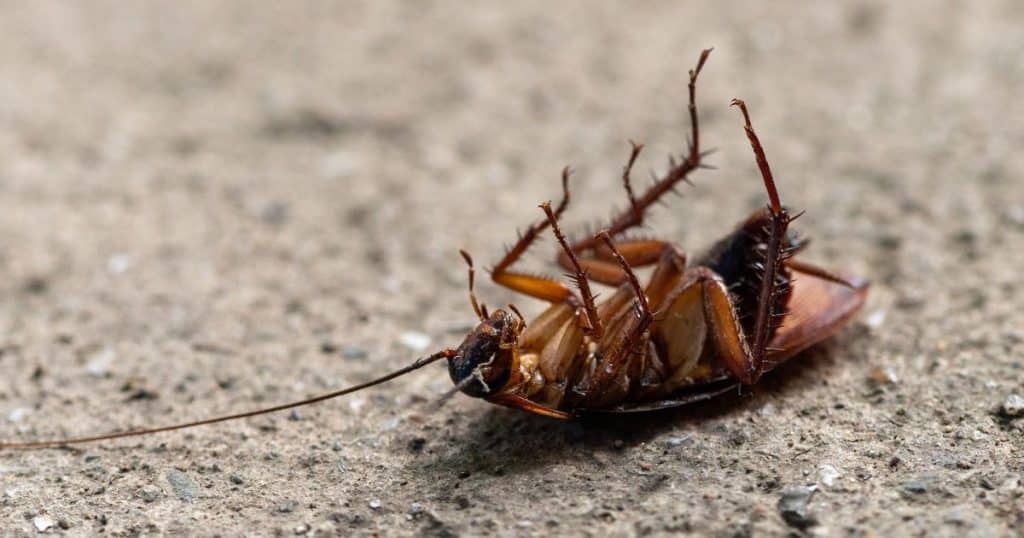Safe and Effective Pest Control Solutions