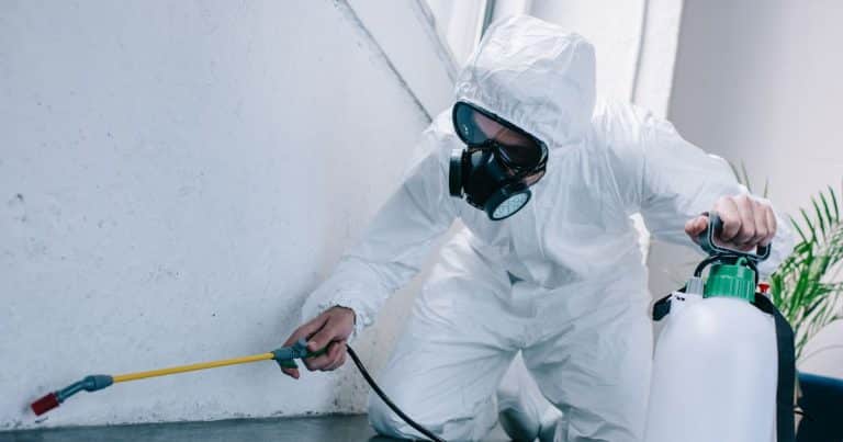Pest Control and Health: Essential Strategies for a Safe Environment