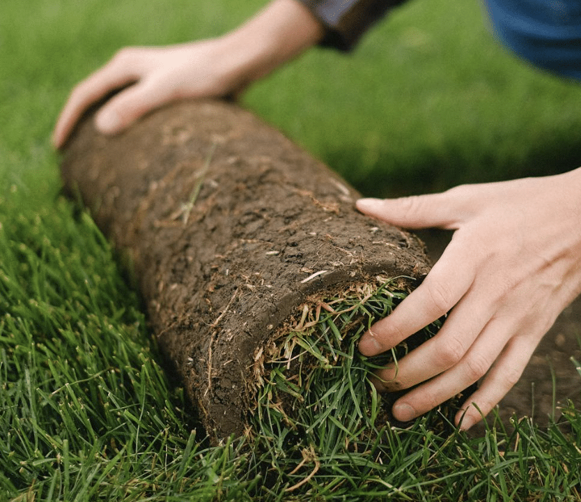 Turf For Sale In Sydney: Fresh, Affordable & Locally Grown